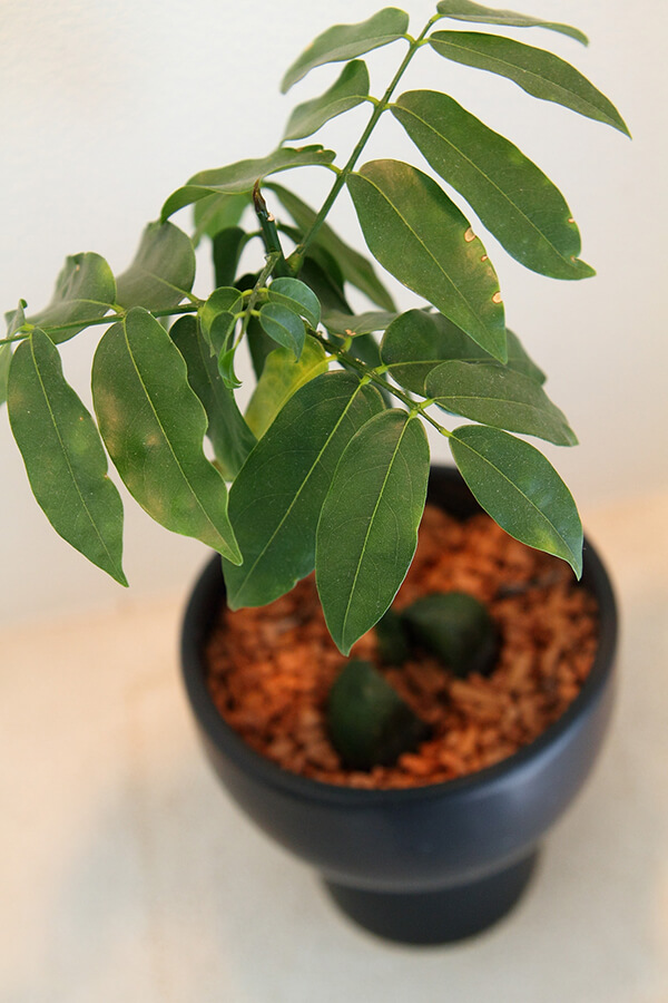 観葉植物