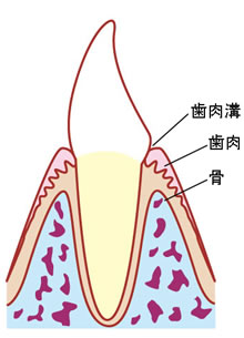健康な歯周組織