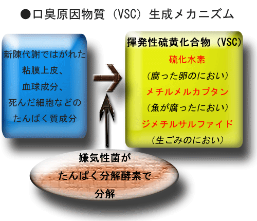 口臭はどうして発生する？